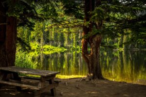 mindfulness practice in nature with calm and focused awareness